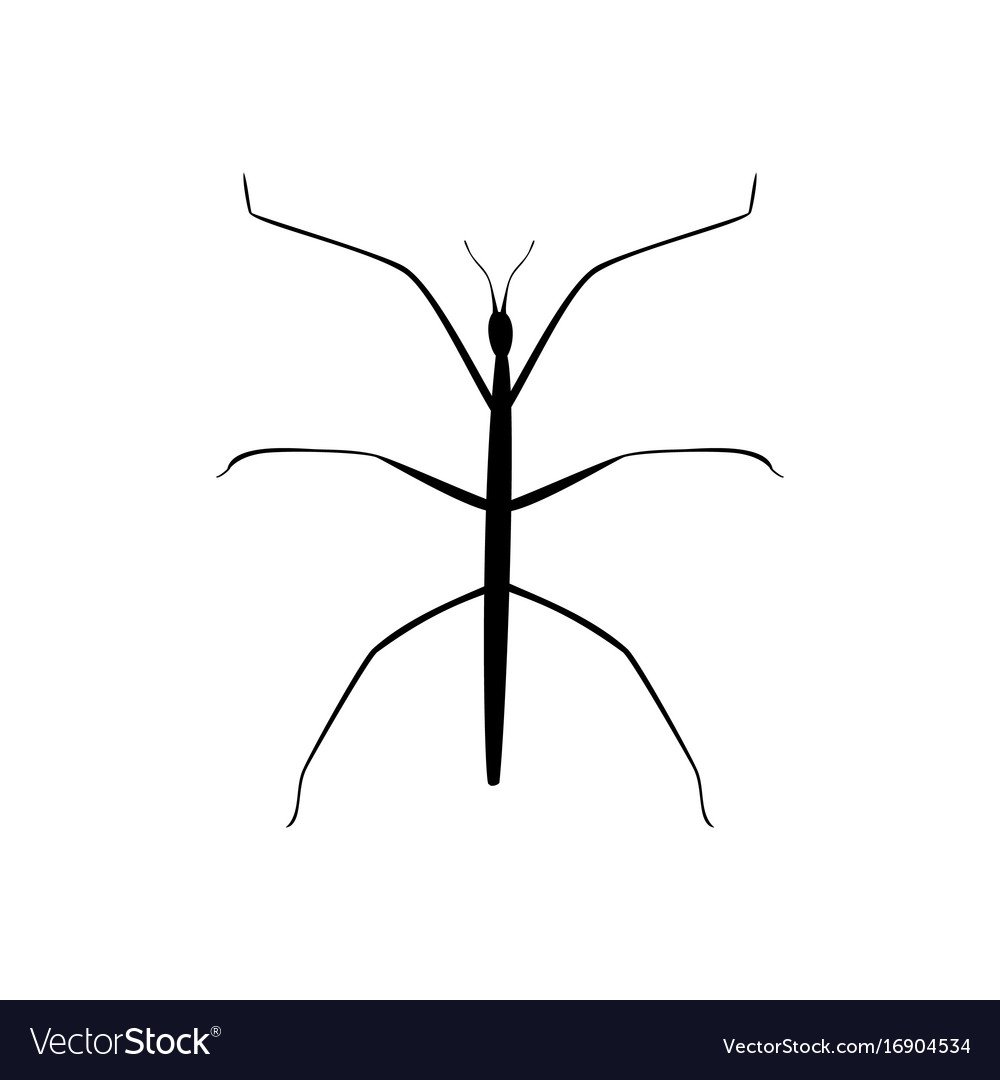 Палочник рисунок