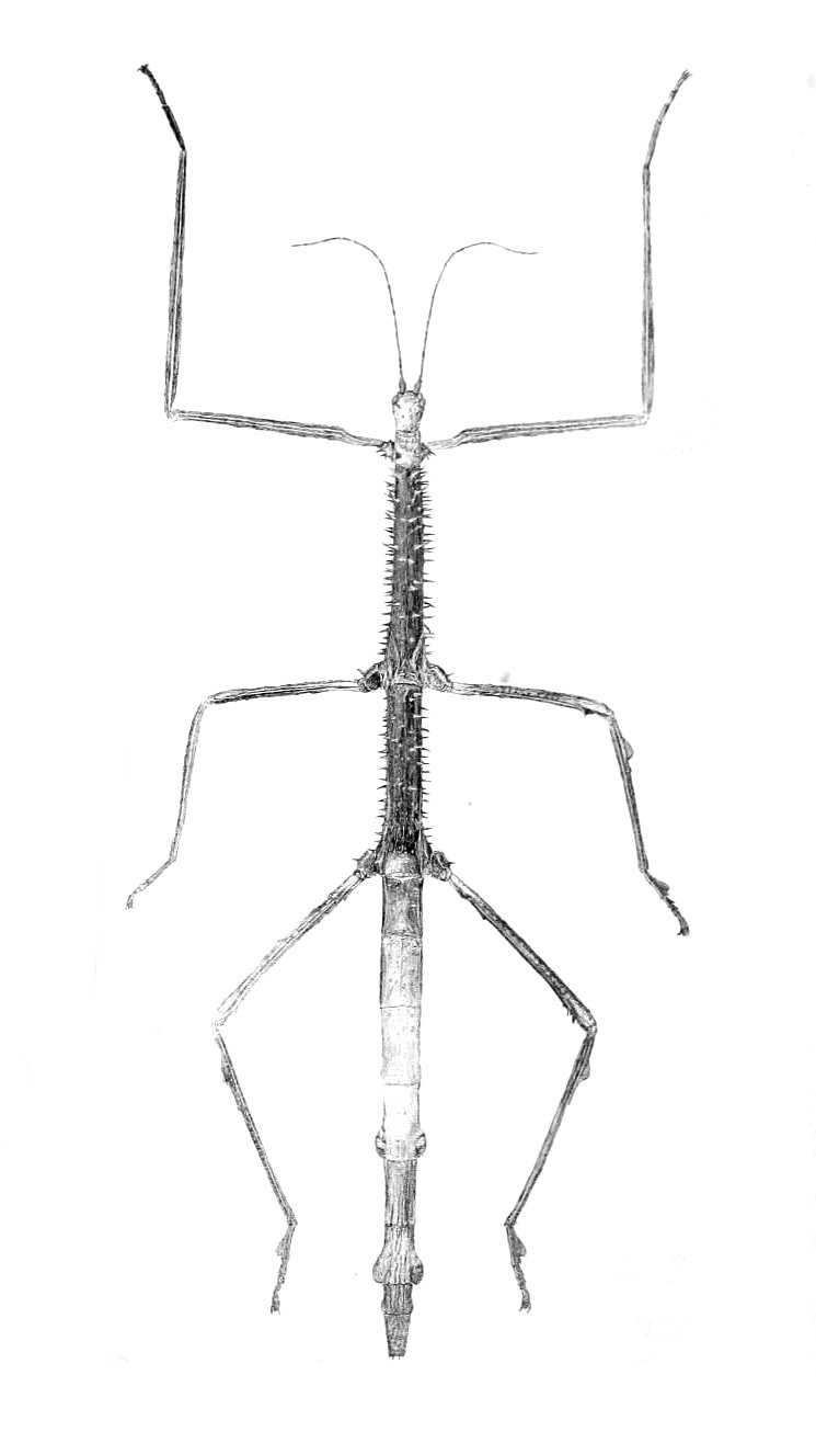 Схема палочника внутри