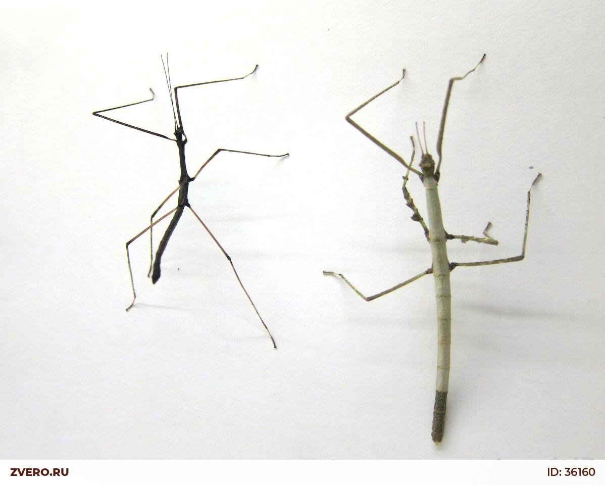 Поделка палочник BP ,evfub