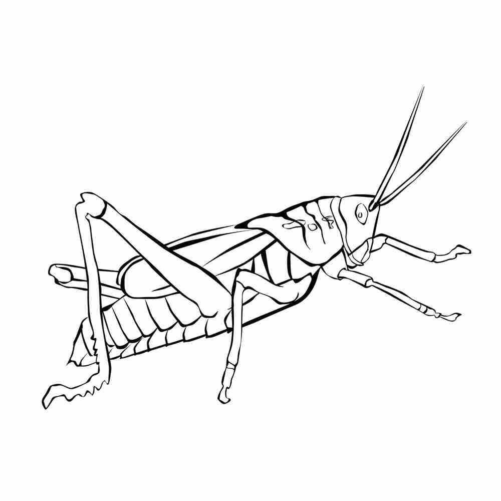 Раскраска палочник