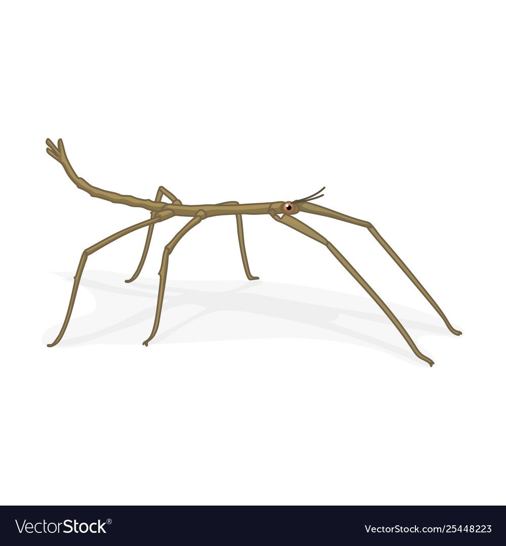 Раскраски насекомые для детей Стрекоза