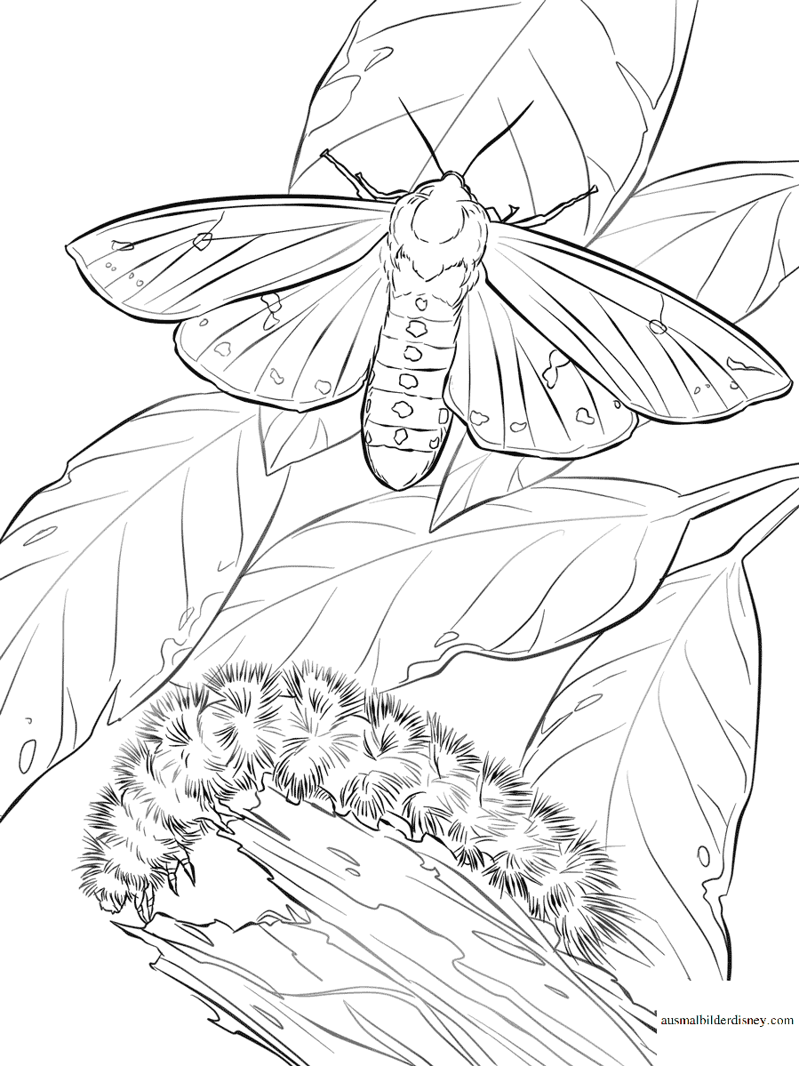 Раскраска леди баг мастер фу