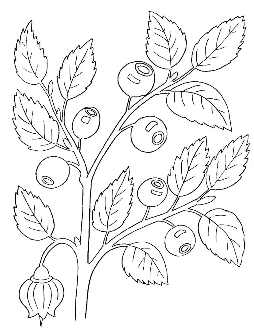 Люпин — Lupinus рисунок