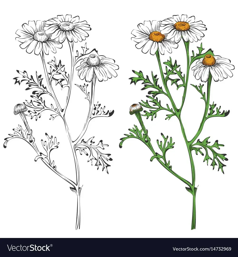 Лекарственные растения раскраска для детей