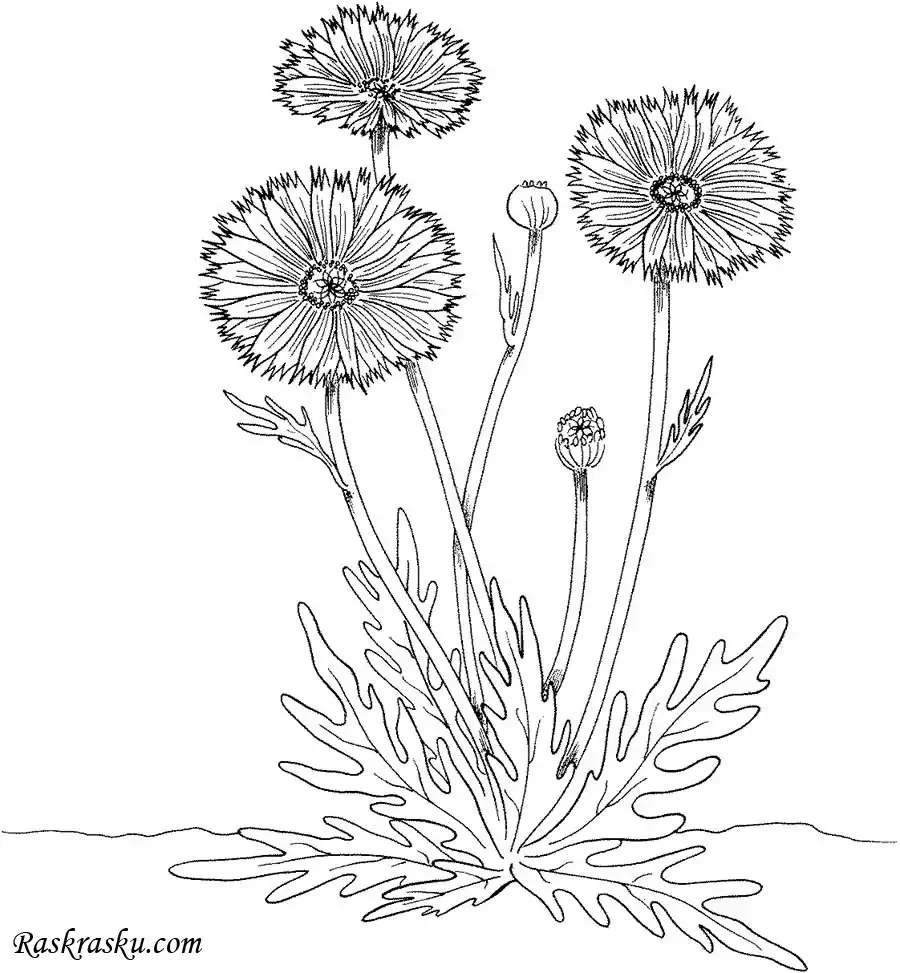 Земляника раскраска