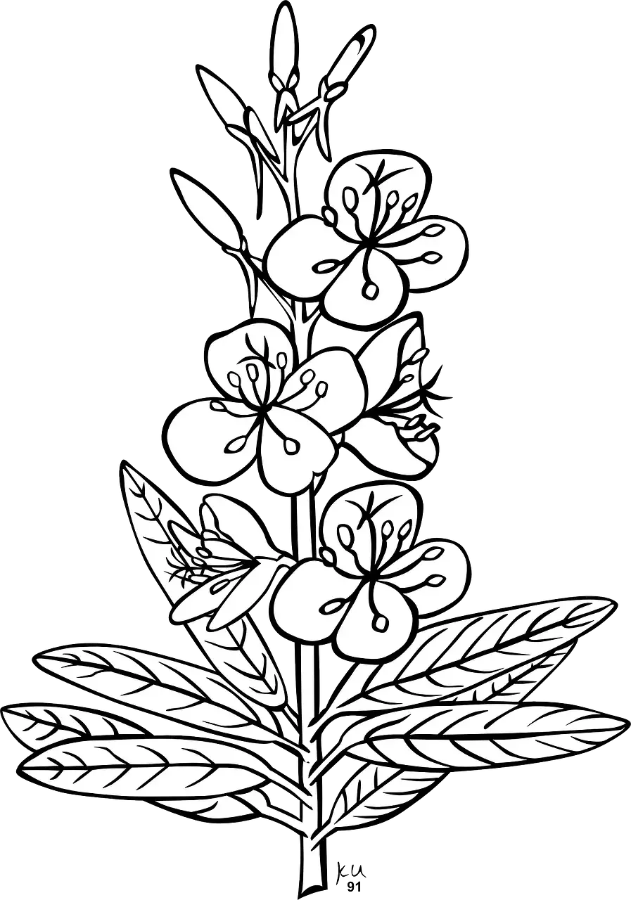 Лекарственные растения раскраска