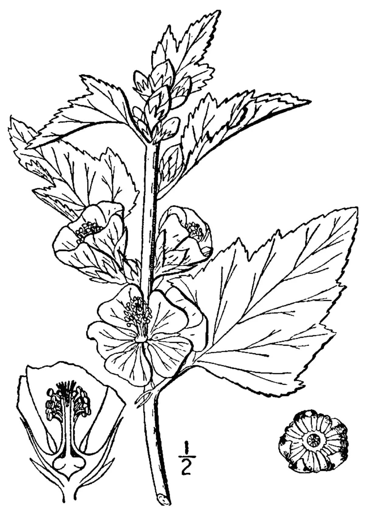 Лекарственные растения рисунки
