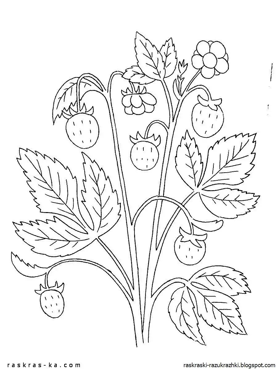 Ромашка аптечная