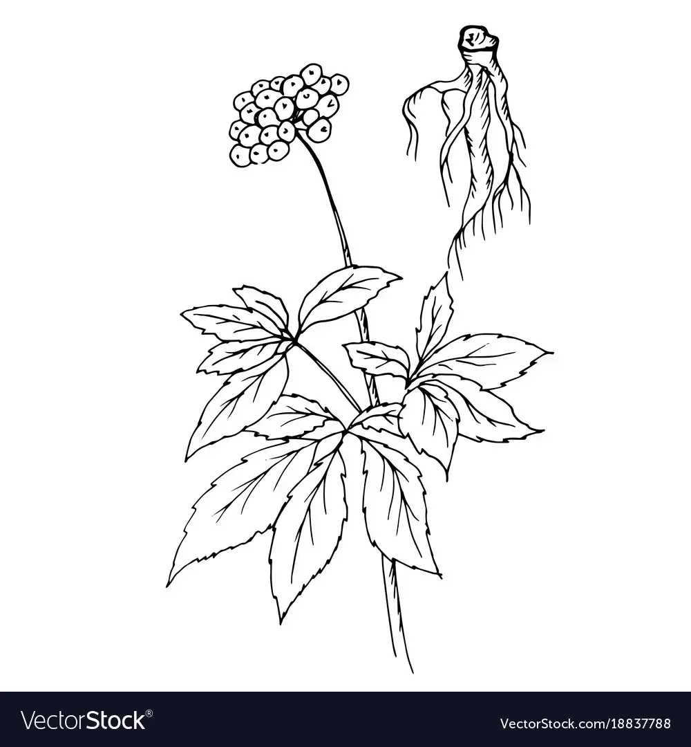 Алтей лекарственный