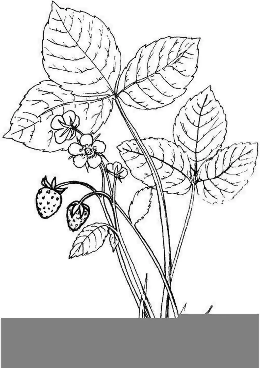 Раскраска ноготки цветы