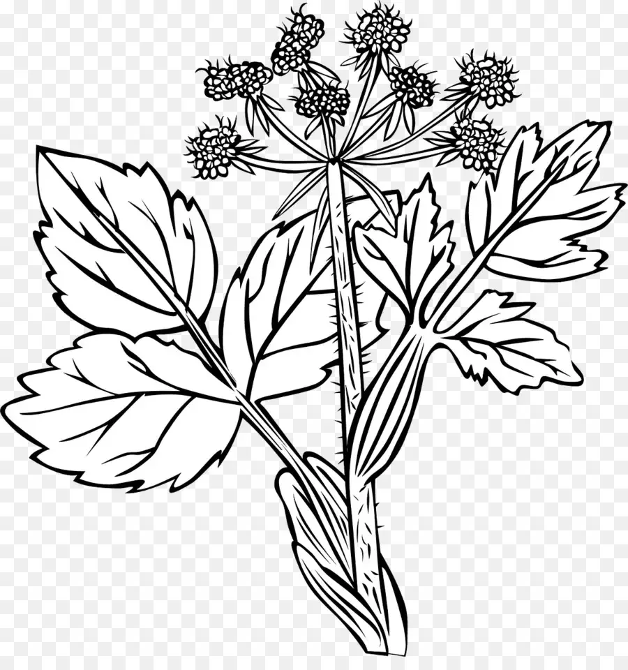 Лекарственное растение раскраска для детей