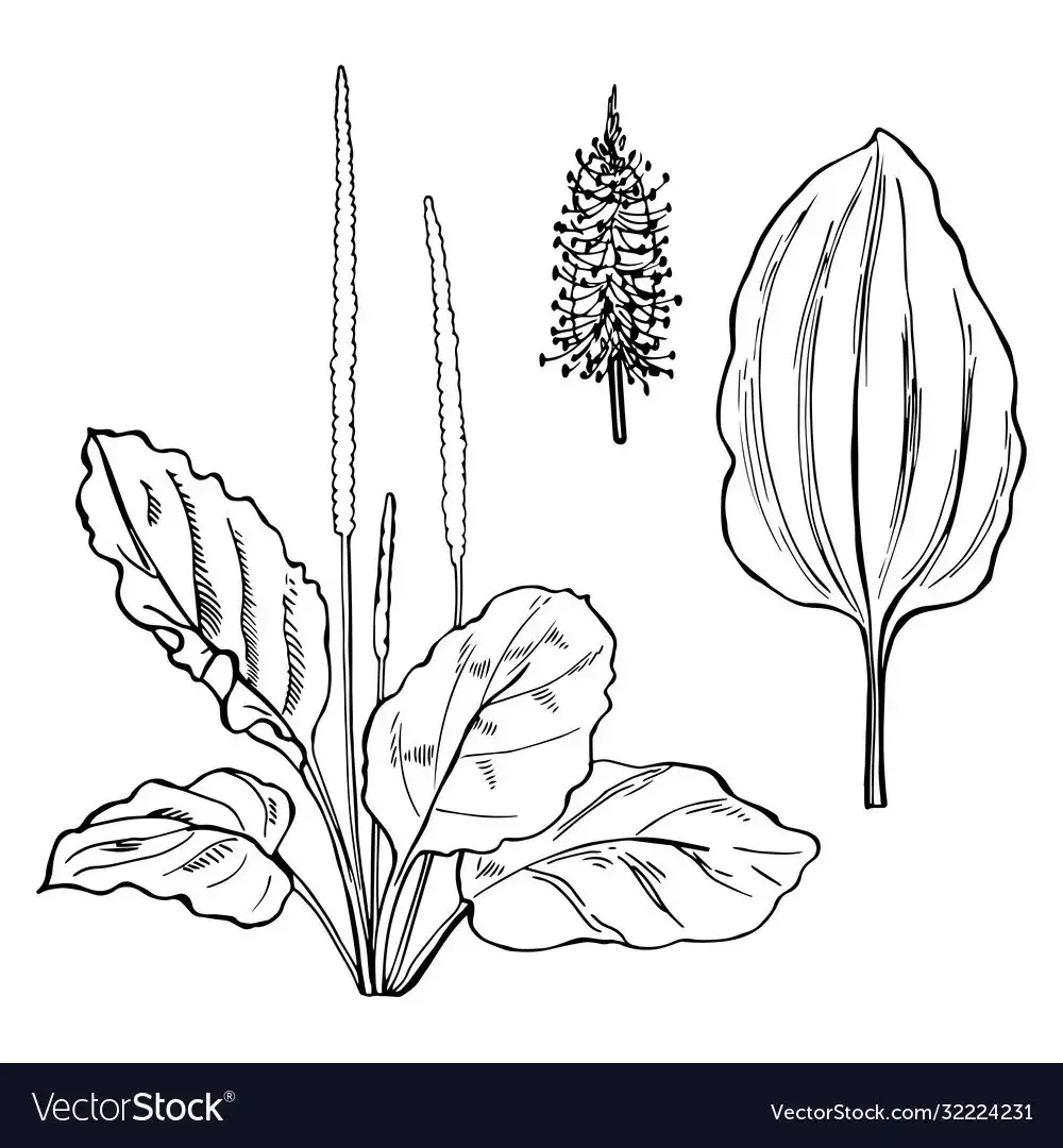 Крапива двудомная черно белая