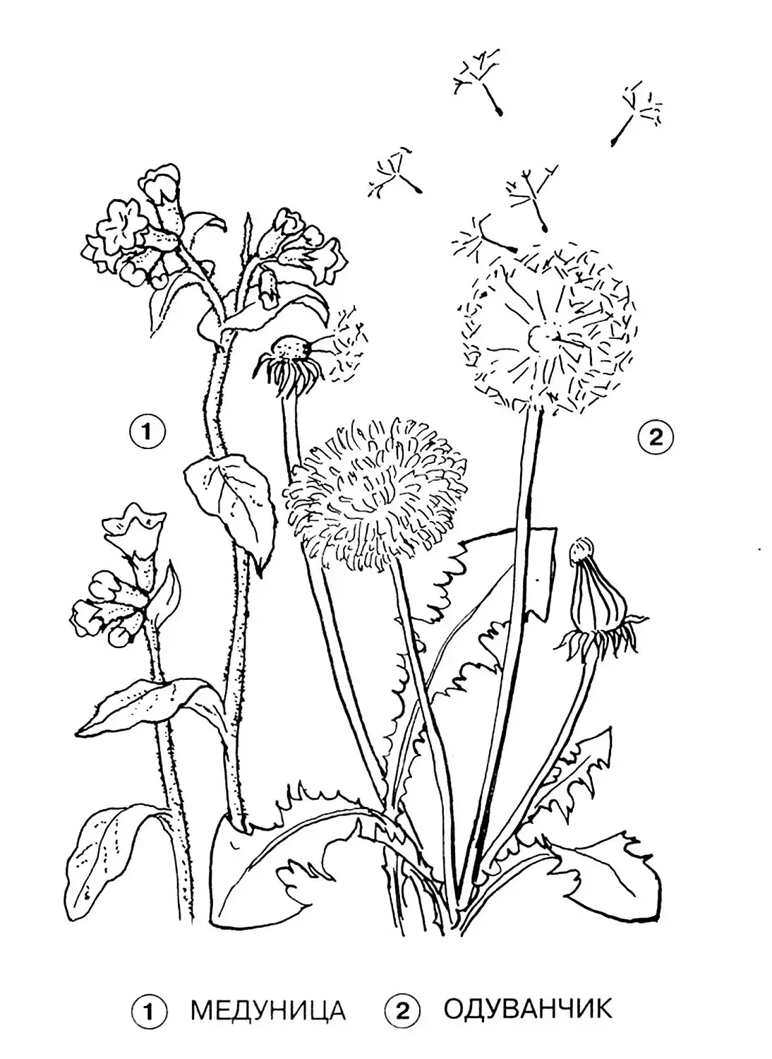 Лекарственные растения раскраска