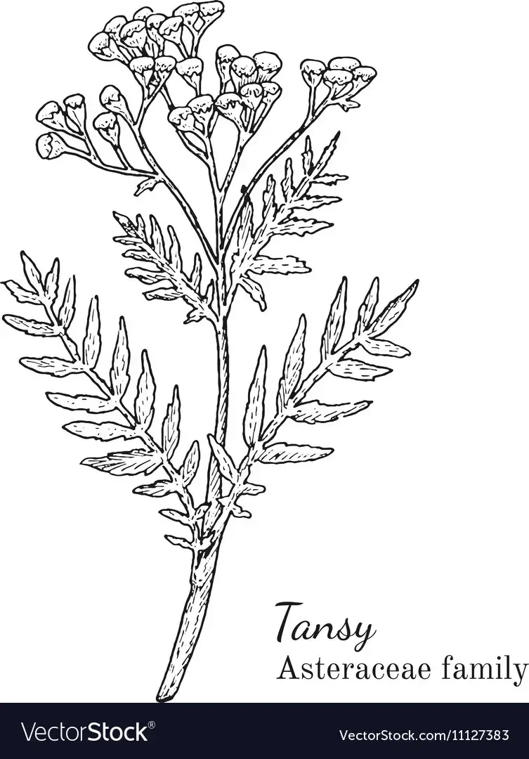 Лекарственные растения раскраска