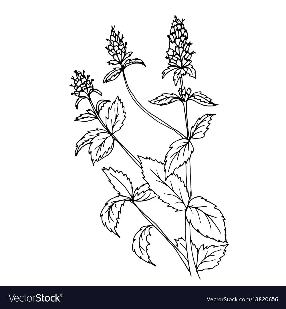 Печеночница чб