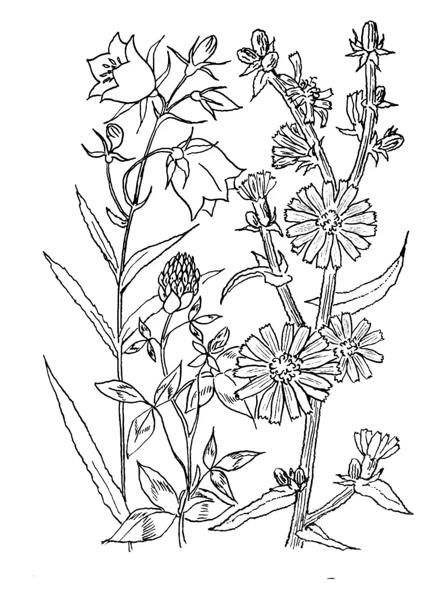 Раскраска полевые и луговые цветы