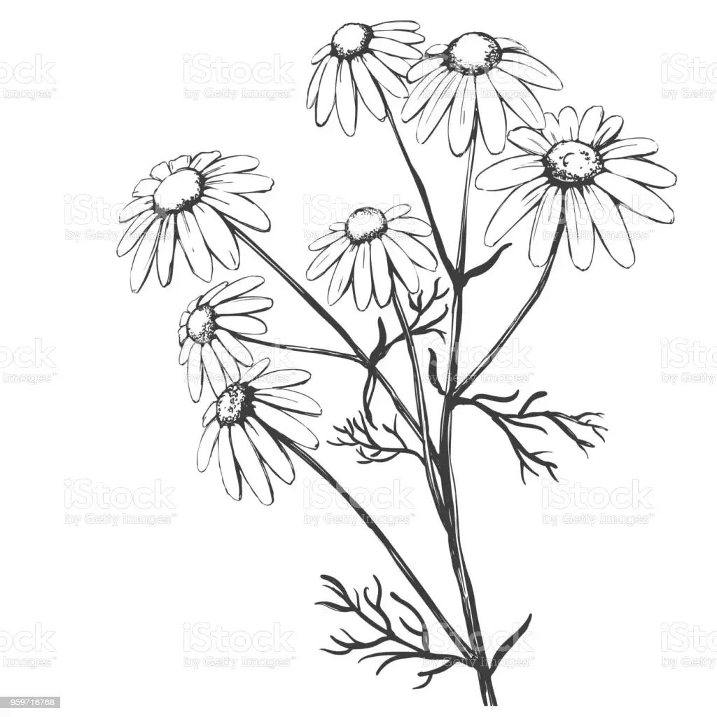 Чистяк весенний