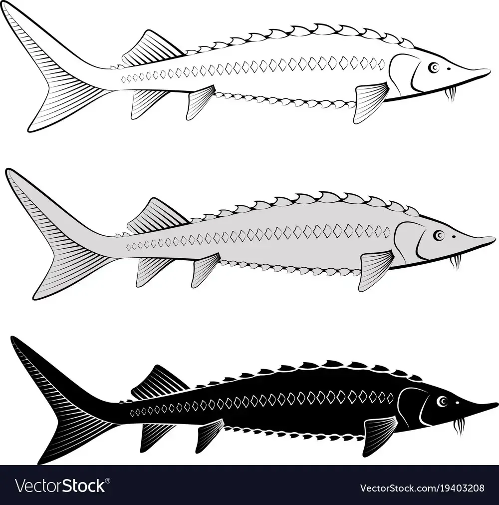 Осетрина вектор