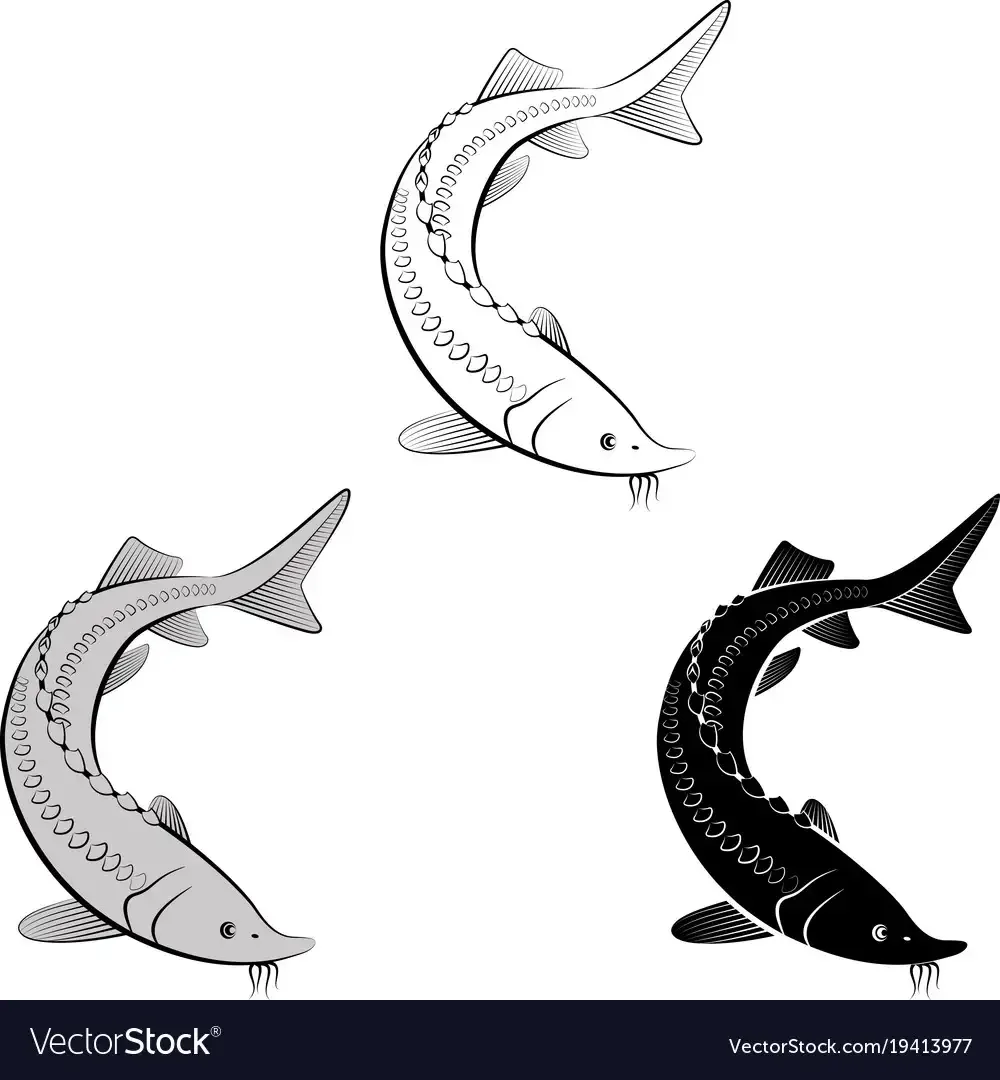 Севрюга вектор