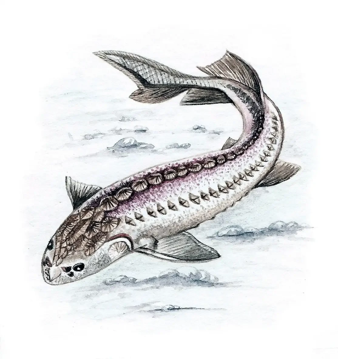 Рыба осетр вектор