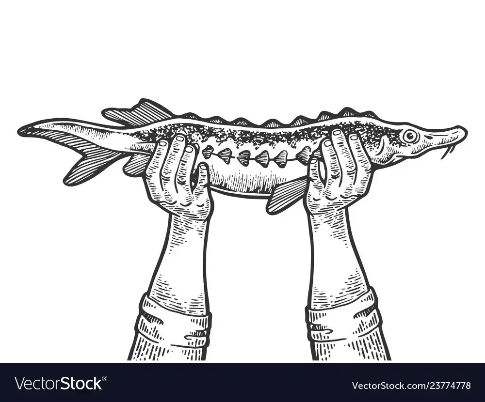 Черная икра осетра