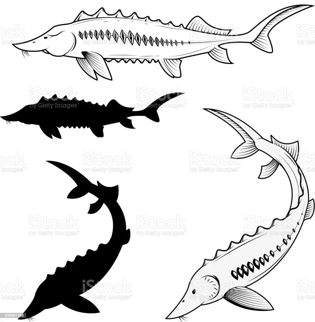 Рыба осетр вектор