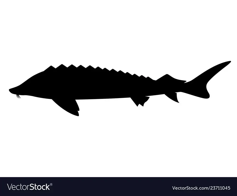 Рыба стерлядь