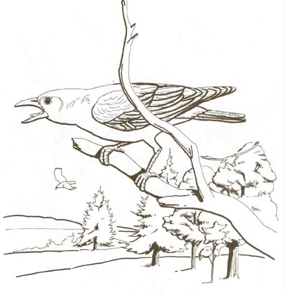 Сорока белобока раскраска