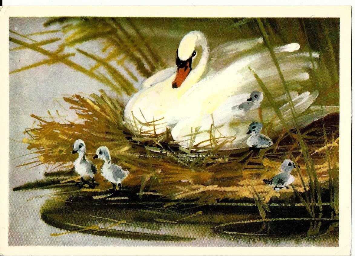 Раскраска лебедь с лебедятами