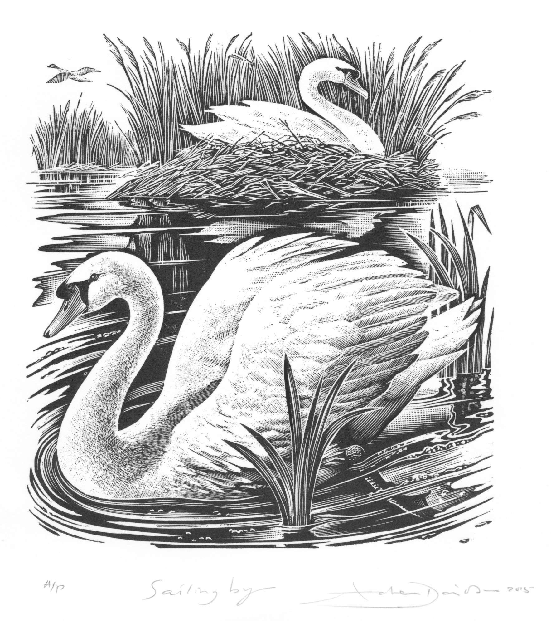 Есенин лебедушка иллюстрации. Лебедь Графика. Лебеди для выжигания. Лебедь рисунок. Лебедь гравюра.