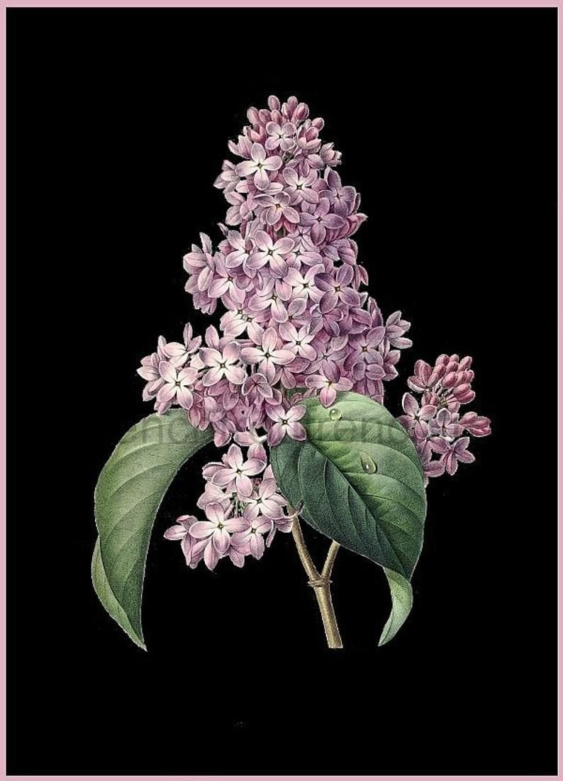 Счастье в сирени живет рисунок