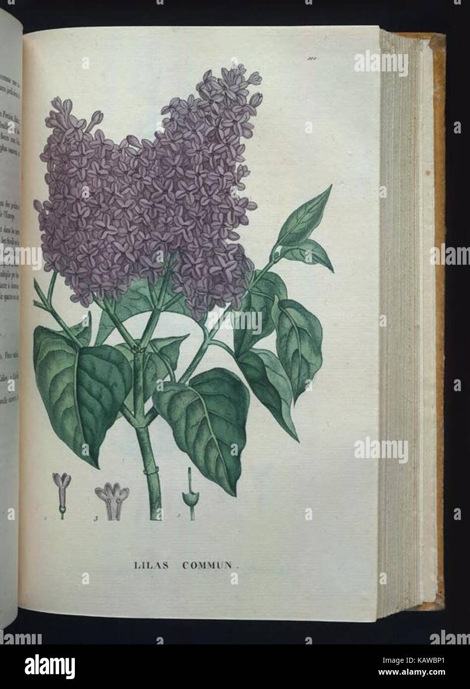 Сирень акварелью