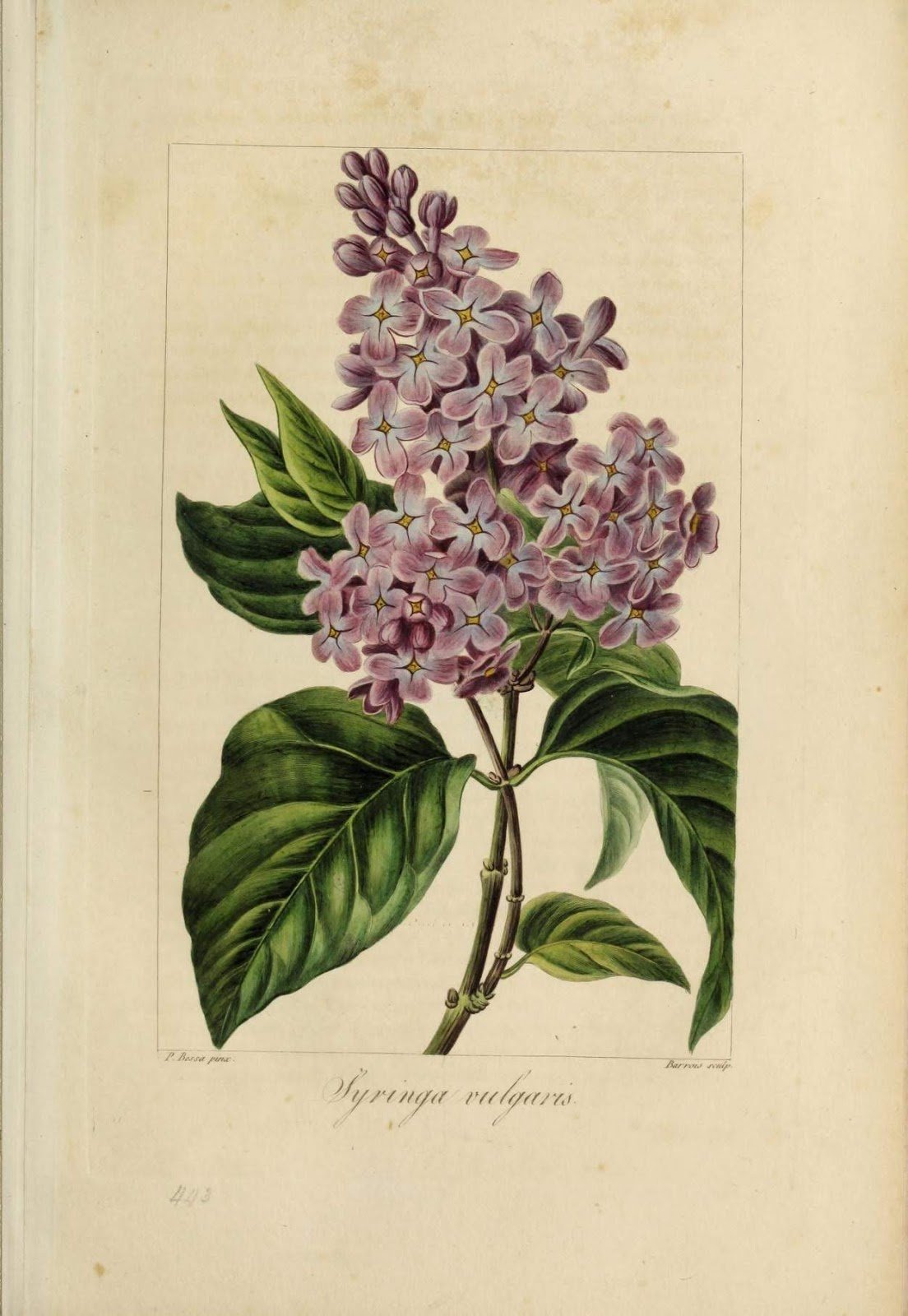 Куст сирени акварелью