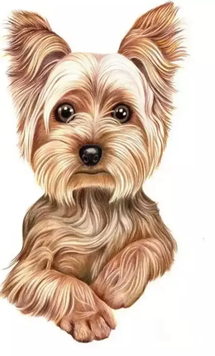 Каширский терьер Йоркширский