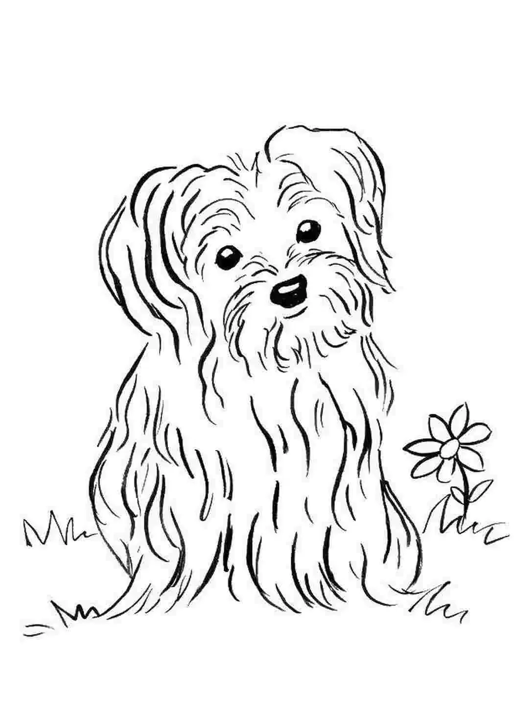 Раскраски красивые собачки