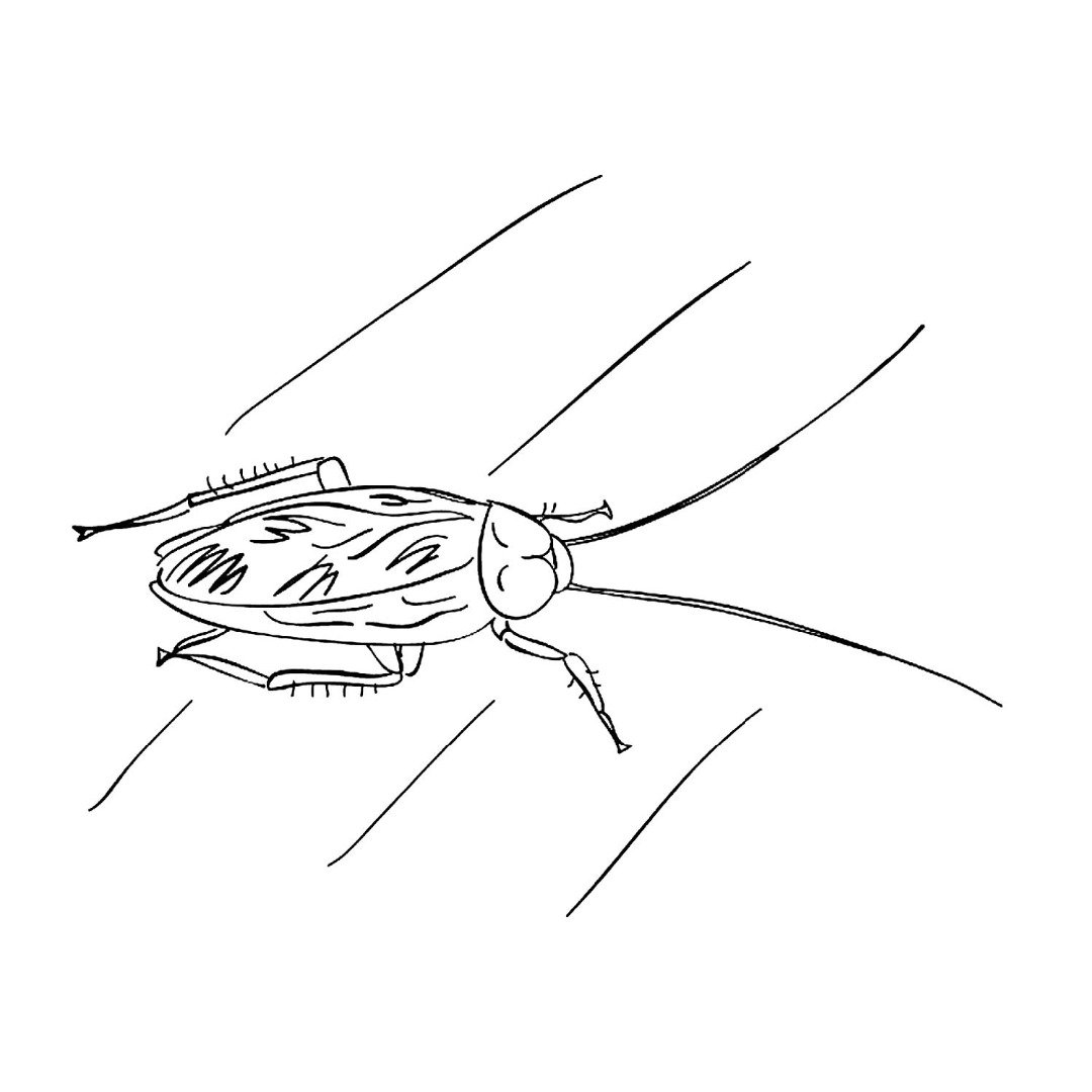 Крылья таракана рисунок