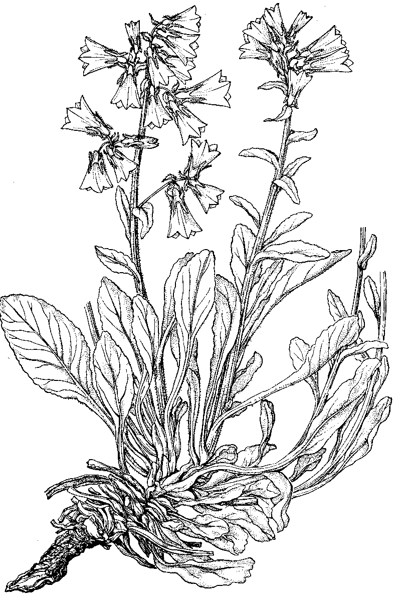 Растения степи раскраска