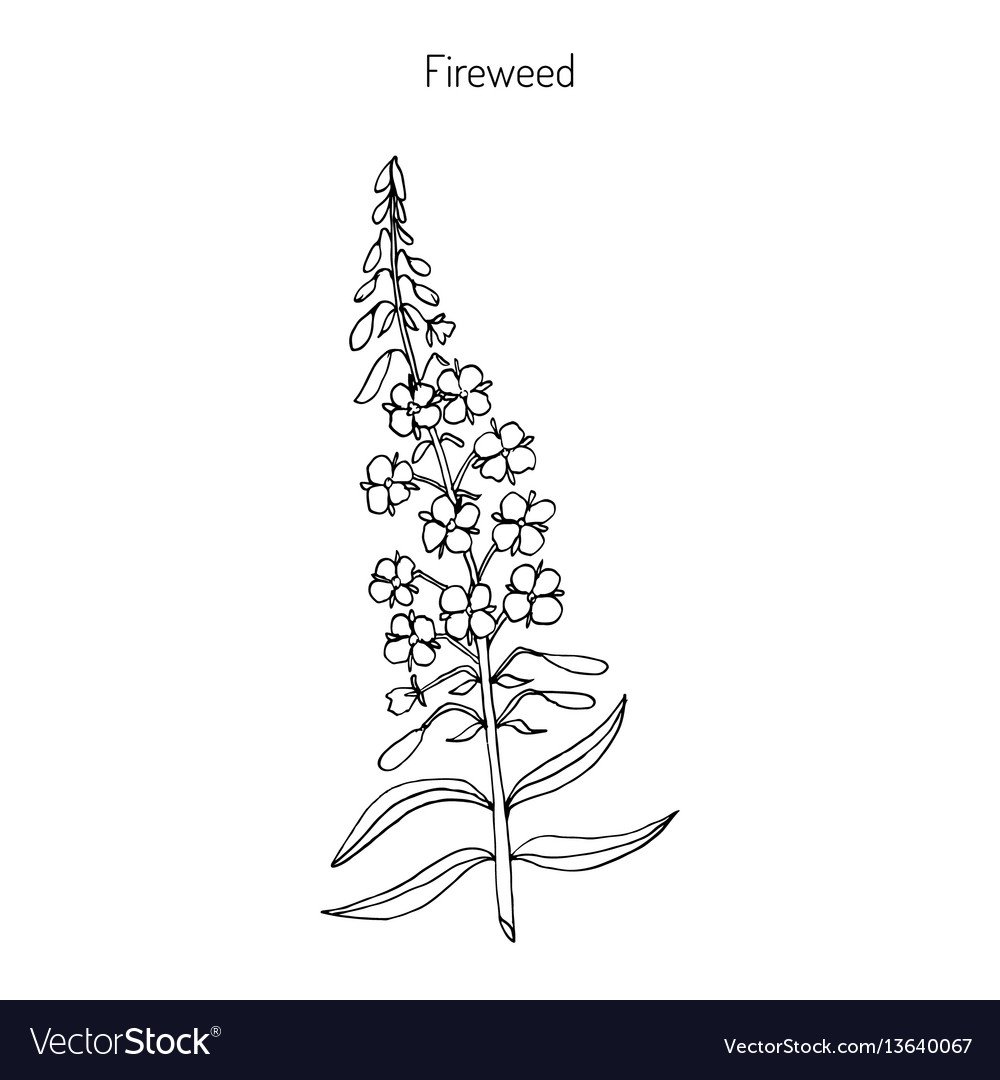 Иван чай карандашом