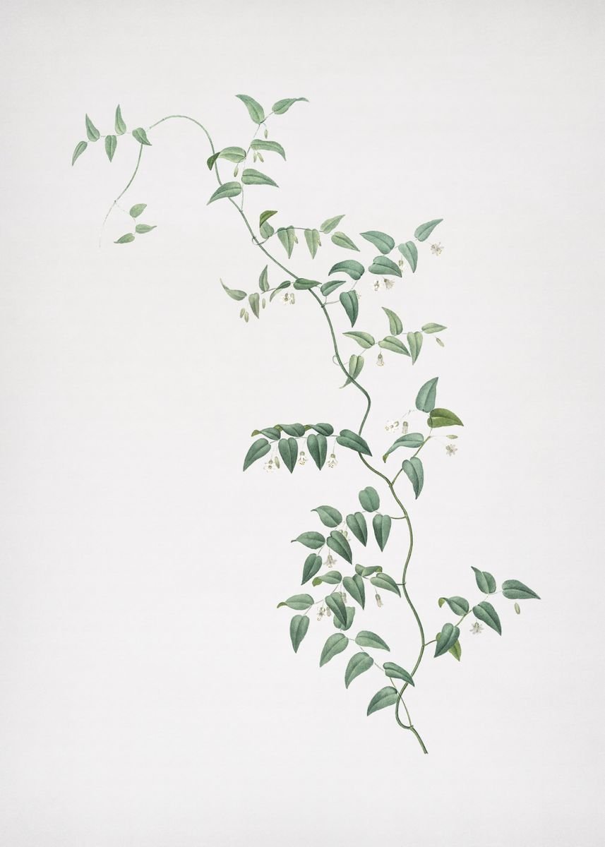 Вьющиеся растения гербарий