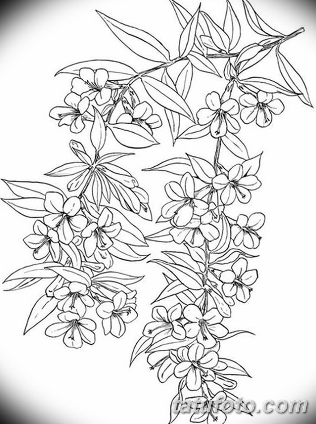 Жасмин кустарник набросок