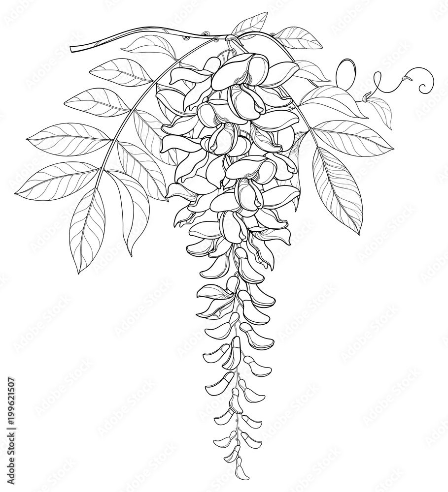 Ветви лианы растения черно белое