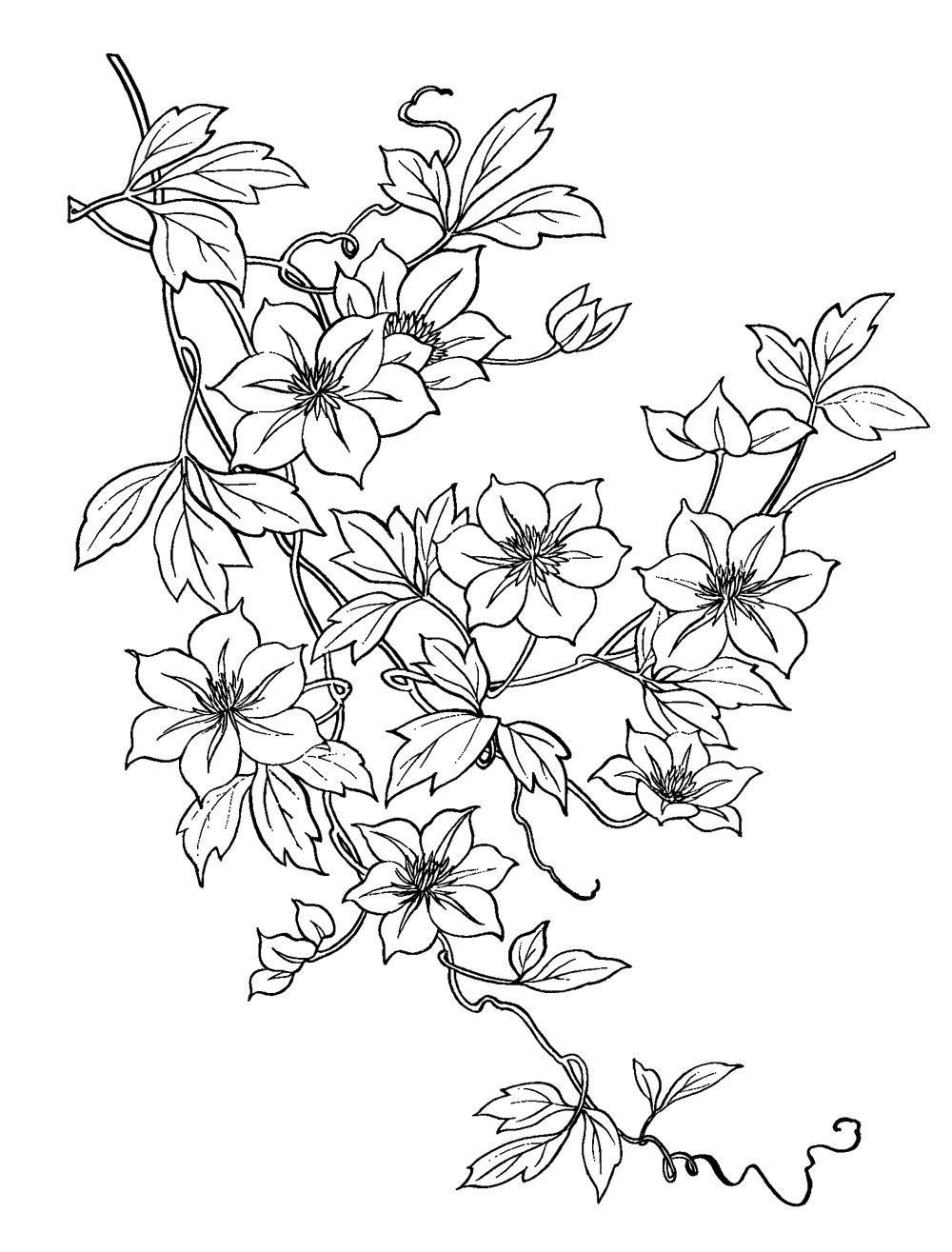 Цветы контур