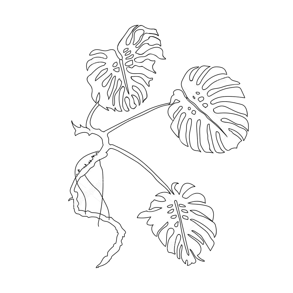 Монстера контур