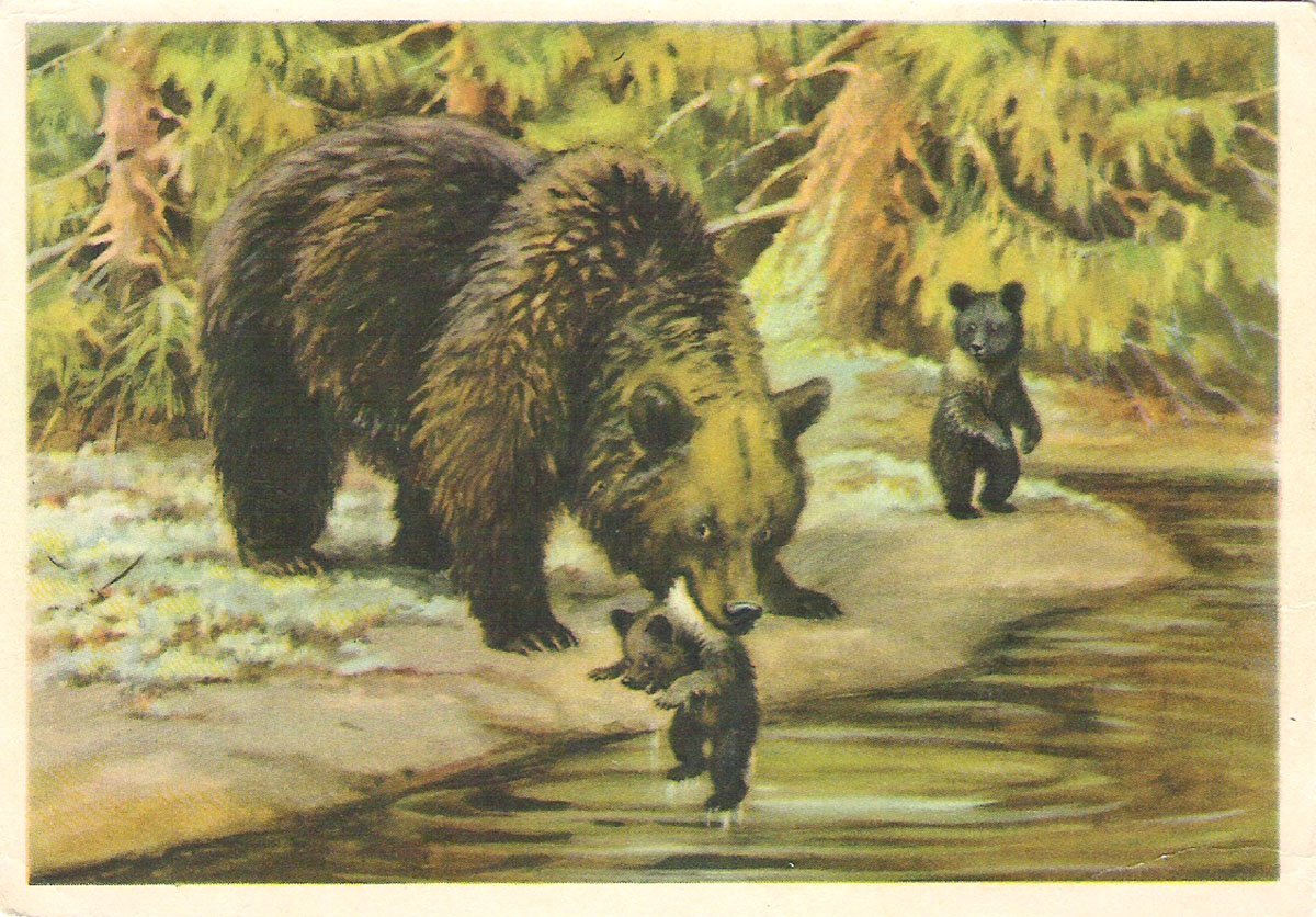 Бурый медведь раскраска для детей