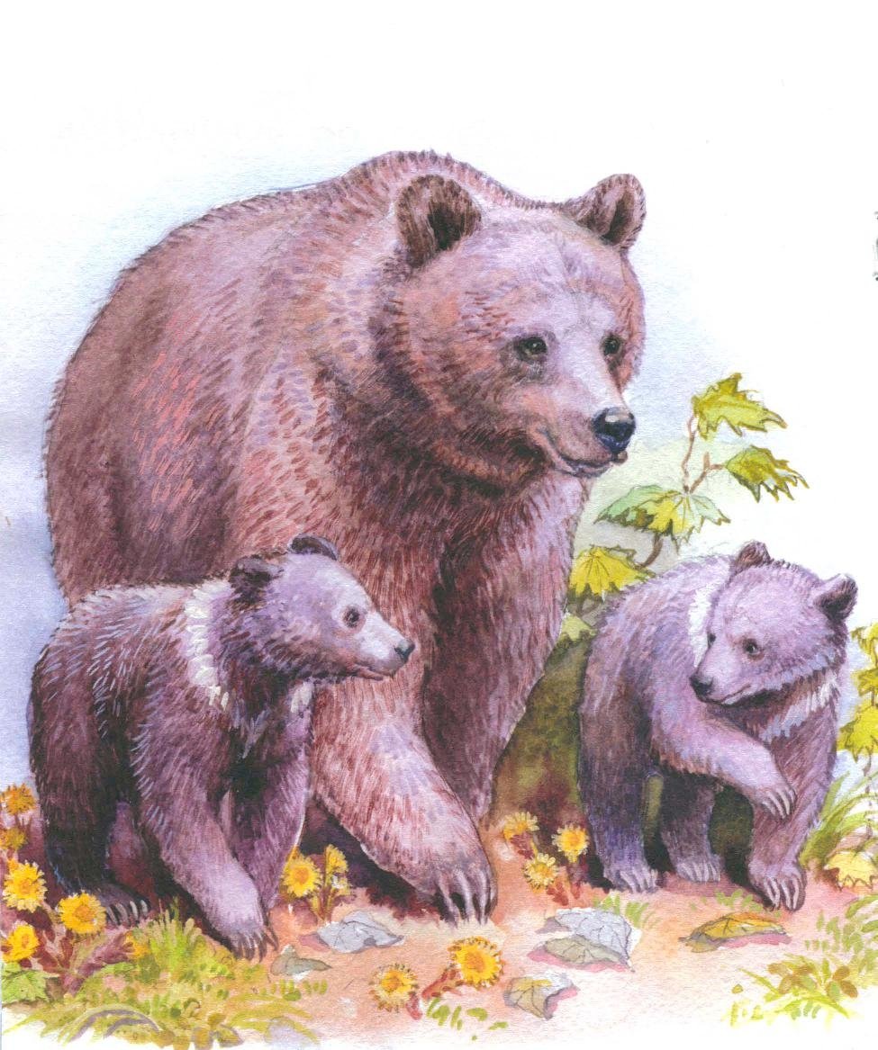 Раскраска медведь с медвежонком