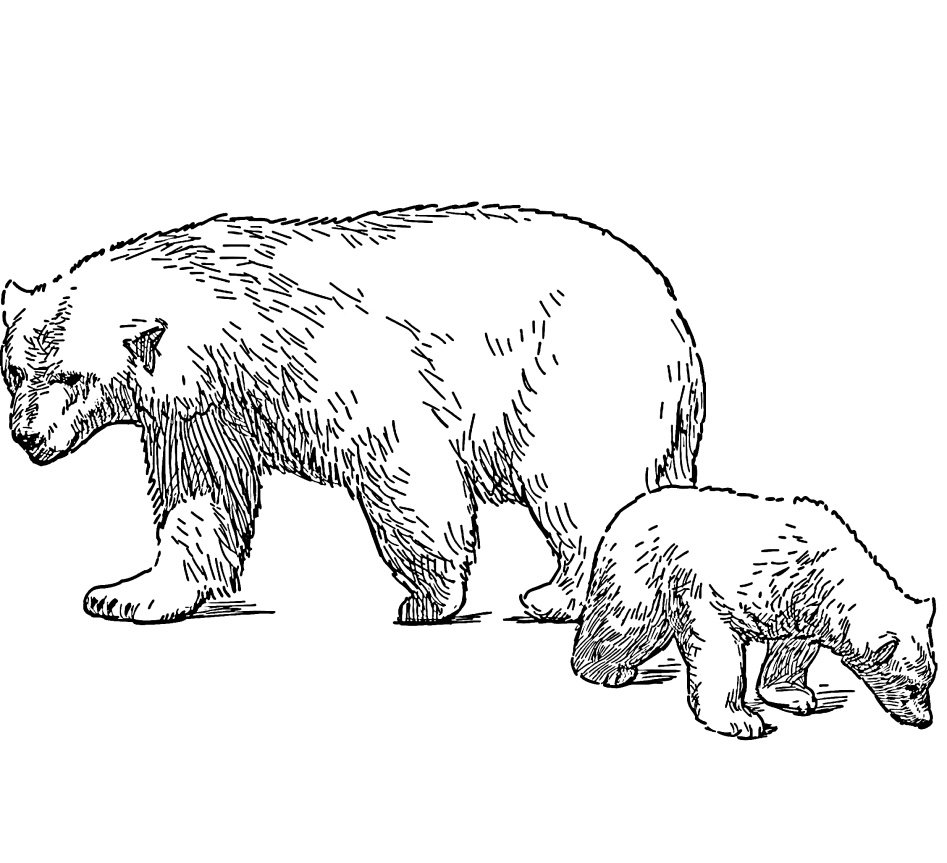 Братец Медвежонок раскраска Медведица