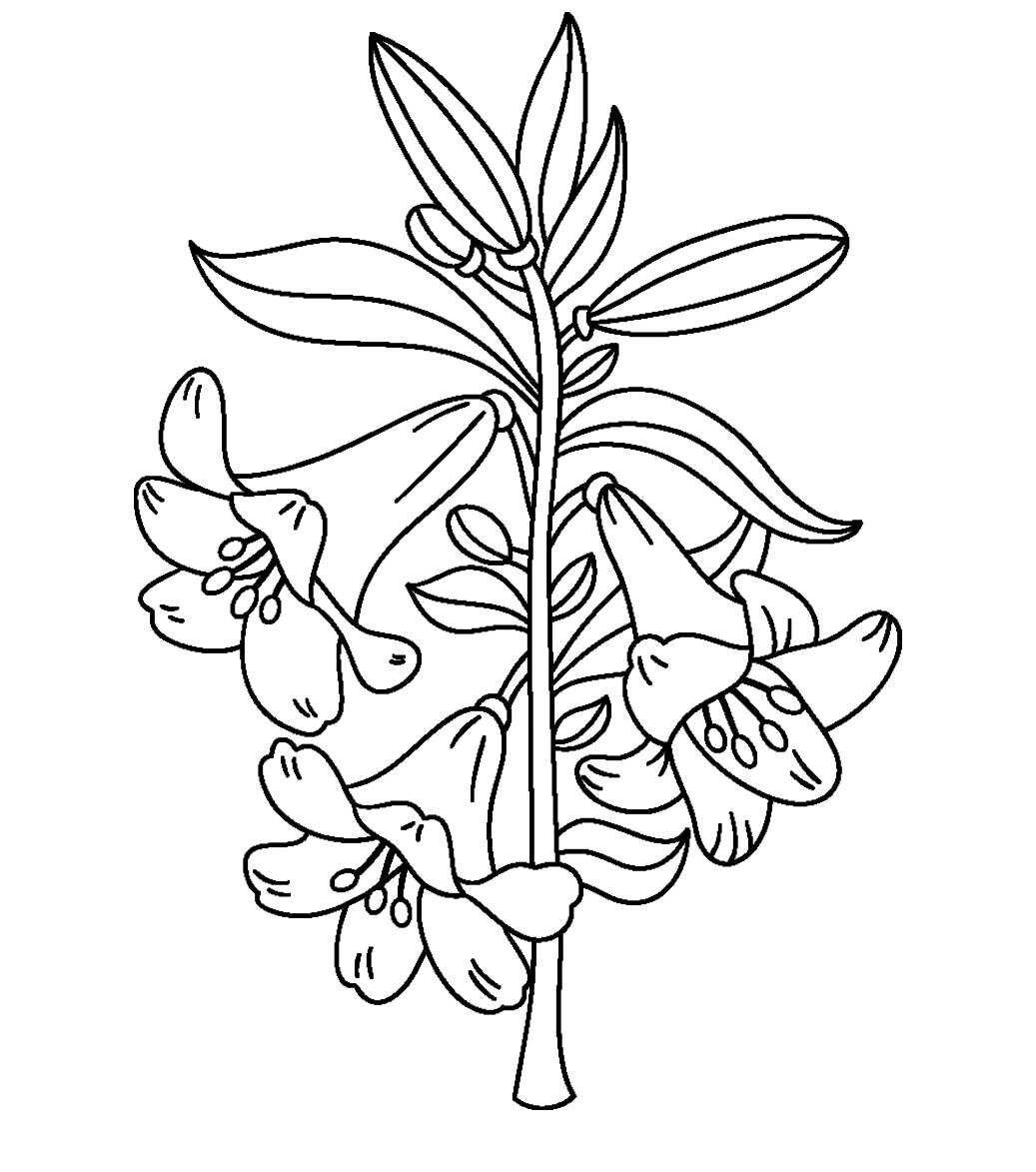 Ясенец кавказский нарисовать