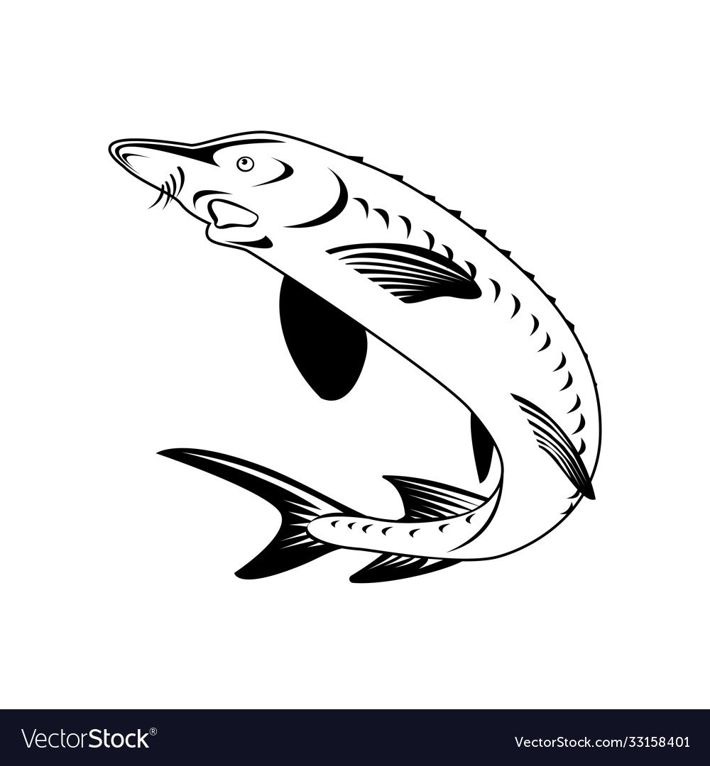 Скелет гравюра Sturgeon