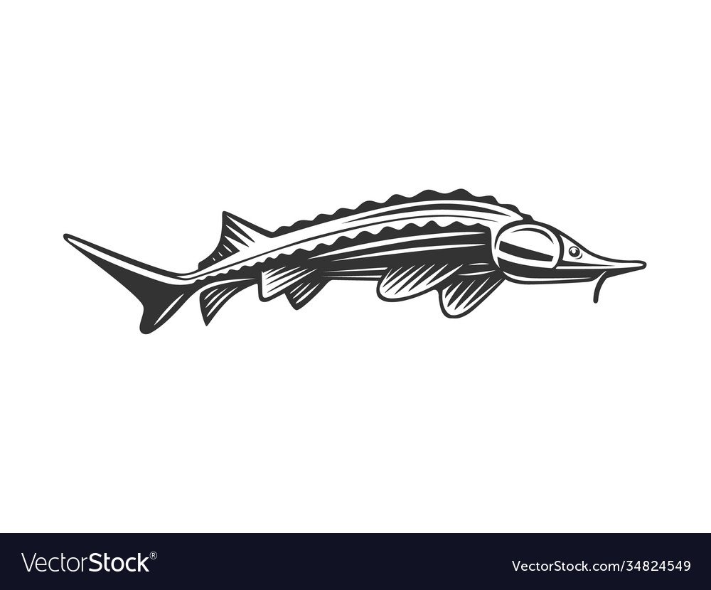 Осетр Графика