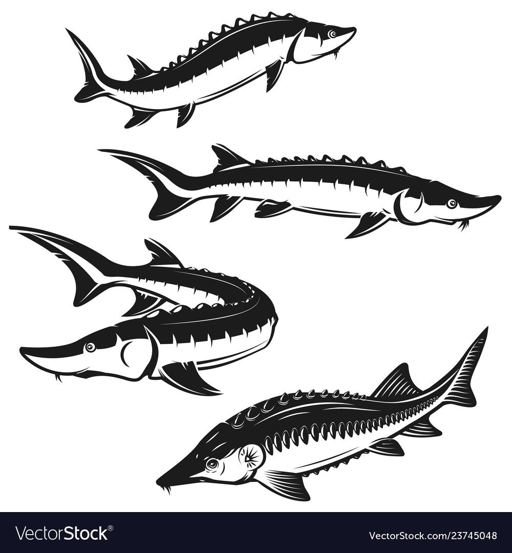 Трафареты круг осетр